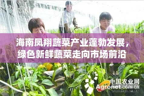 海南凤翔蔬菜产业蓬勃发展，绿色新鲜蔬菜走向市场前沿头条新闻
