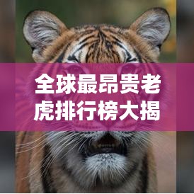 全球最昂贵老虎排行榜大揭秘！