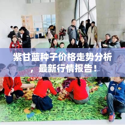 紫甘蓝种子价格走势分析，最新行情报告！