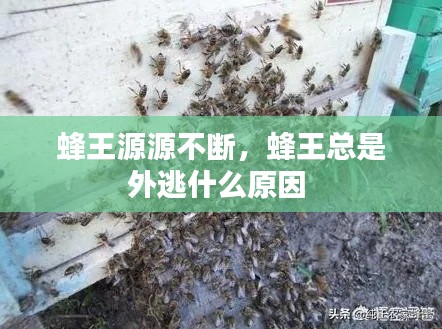 披肝沥胆