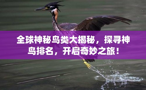 全球神秘鸟类大揭秘，探寻神鸟排名，开启奇妙之旅！
